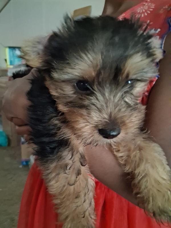 N/a – Yorkshire Terrier puppy for sale in Humble, TX