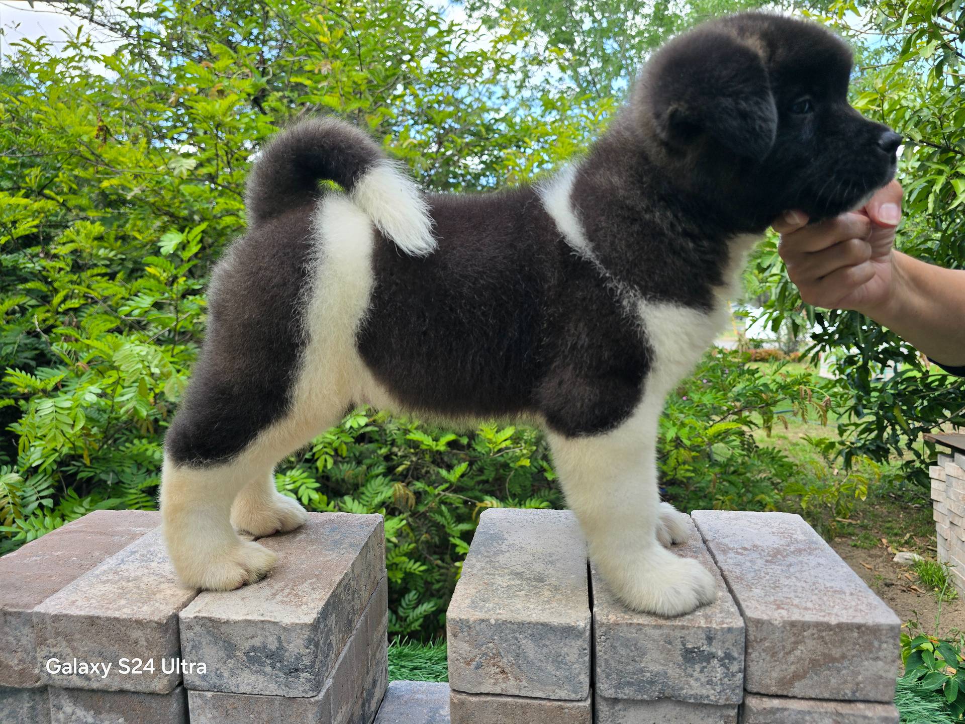 Mousse, a male Akita for sale in Winter Haven, FL – Photo 2 of 2