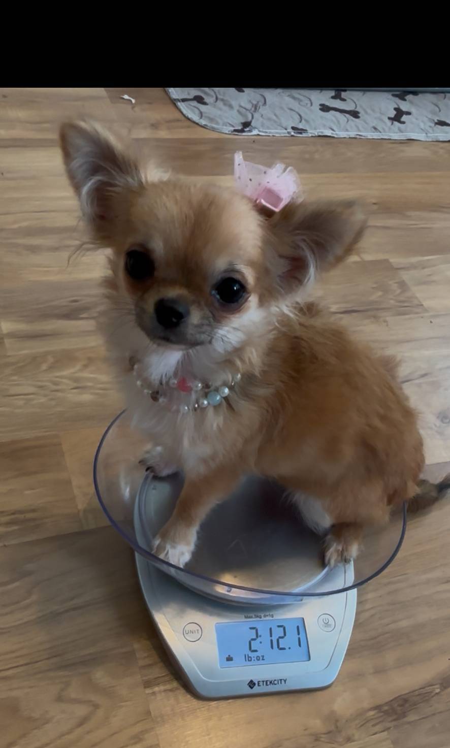 JoJo, a female Chihuahua for sale in Smithfield, NC – Photo 2 of 5