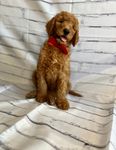 Solider, a male Goldendoodle for sale in Clovis, CA – 6 of 10