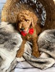Solider, a male Goldendoodle for sale in Clovis, CA – 9 of 10