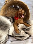 Solider, a male Goldendoodle for sale in Clovis, CA – 8 of 10