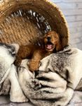 Solider, a male Goldendoodle for sale in Clovis, CA – 7 of 10