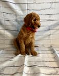 Solider, a male Goldendoodle for sale in Clovis, CA – 2 of 10