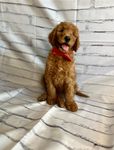 Solider, a male Goldendoodle for sale in Clovis, CA – 4 of 10