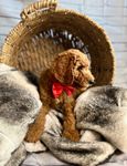 Solider, a male Goldendoodle for sale in Clovis, CA – 5 of 10