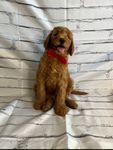 Solider, a male Goldendoodle for sale in Clovis, CA – 3 of 10