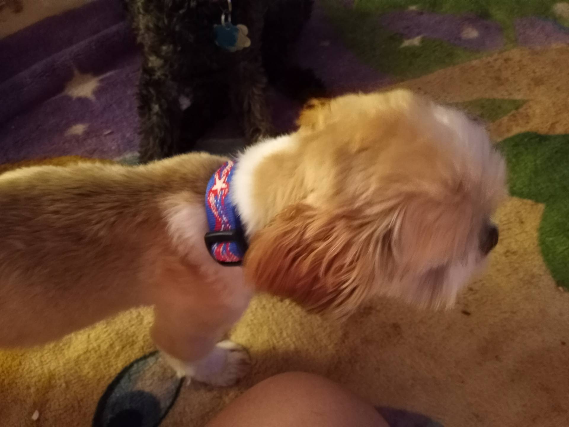 *Star* - ACA, a female Shih Tzu for sale in New York, NY – Photo 3 of 8