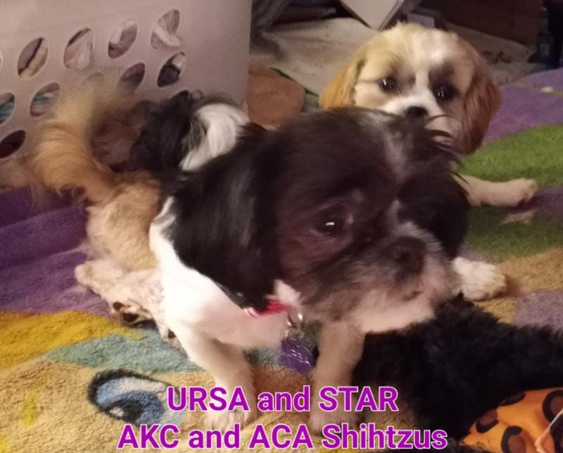 Ursa - AKC *Priced to Sell!*