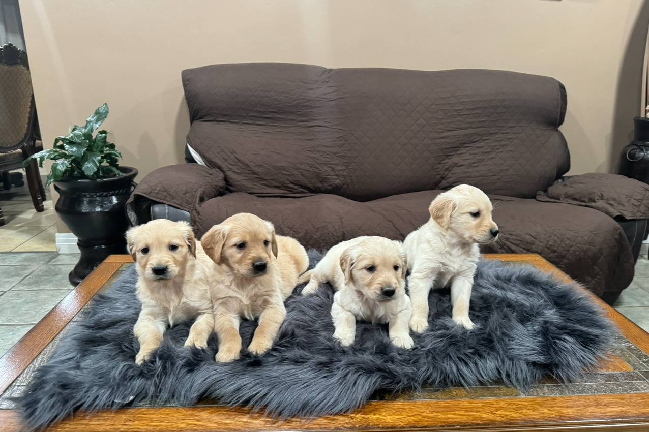 Akc, a male Golden Retriever for sale in Jurupa Valley, CA – Photo 2 of 2