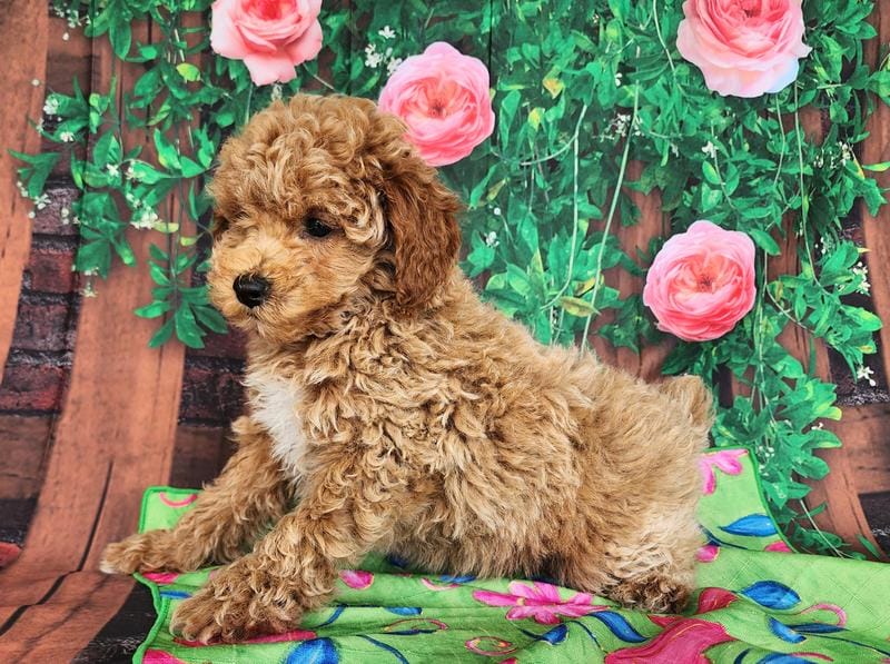 Darlene-genetic clear