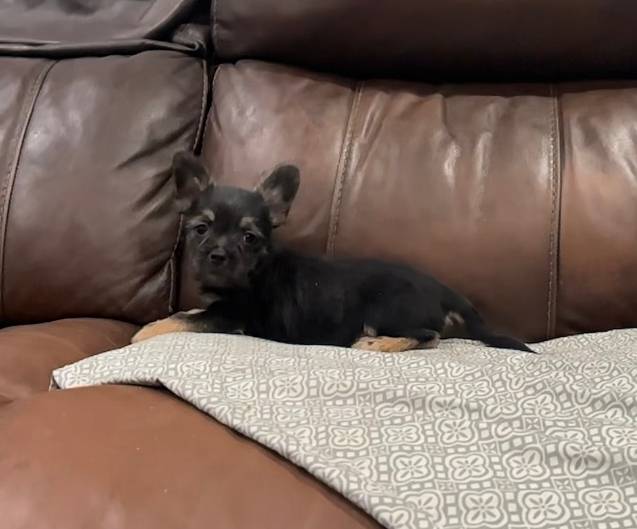 Bear, a male French Bulldog and Yorkshire Terrier for sale in Mount Carmel, PA – Photo 6 of 8