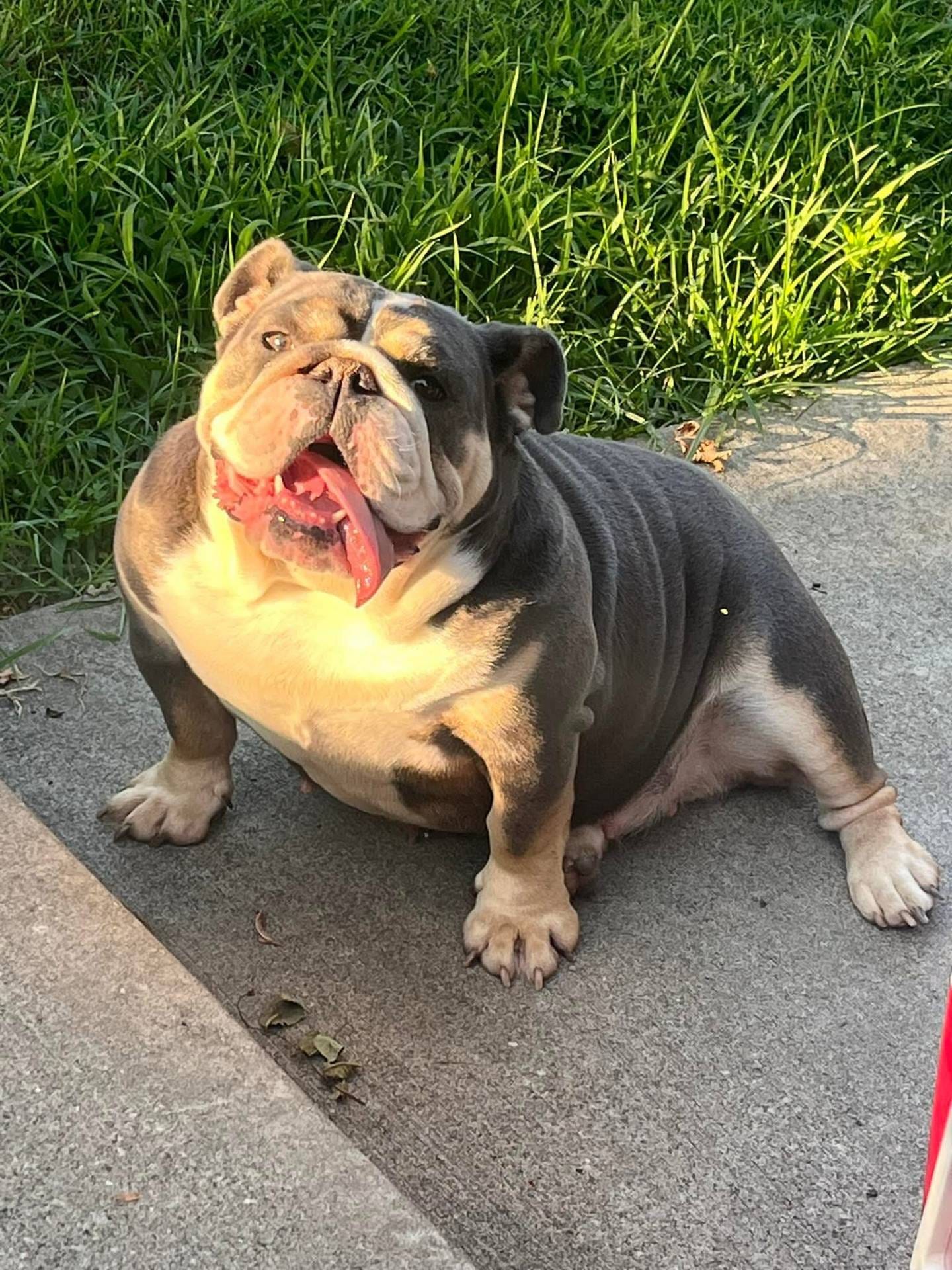 Shimmer, a female English Bulldog for sale in Massillon, OH – Photo 3 of 5