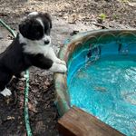 Minnie, a female Australian Shepherd for sale in Sanford, FL – Photo 5 of 10