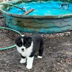 Minnie, a female Australian Shepherd for sale in Sanford, FL – Photo 4 of 10