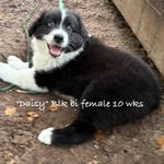 Minnie, a female Australian Shepherd for sale in Sanford, FL – Photo 2 of 10