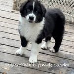 Minnie, a female Australian Shepherd for sale in Sanford, FL – Photo 1 of 10