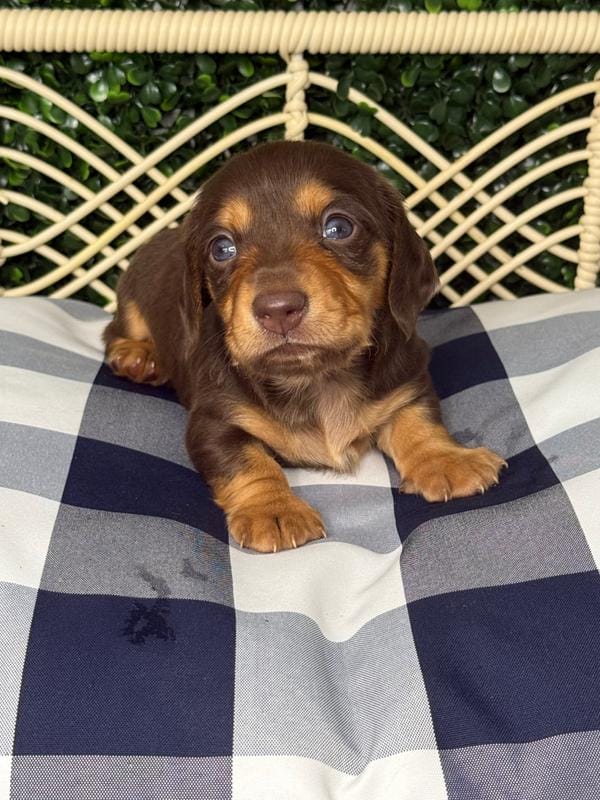 Male 1 chocolate and tan.