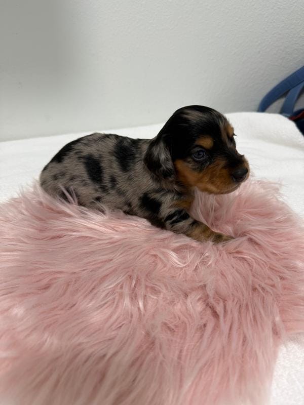 Dapple silver long hair