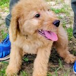 Pattycake, a female Goldendoodle for sale in Linden, TN – Photo 3 of 3