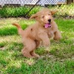 Pattycake, a female Goldendoodle for sale in Linden, TN – Photo 2 of 3