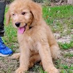 Pattycake, a female Goldendoodle for sale in Linden, TN – Photo 1 of 3