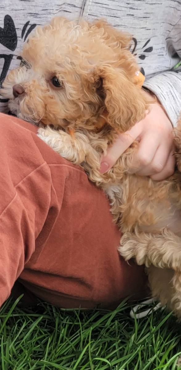 Buddy, a male Poodle - Toy  and Poodle - Miniature  for sale in Aurora, CO – Photo 7 of 9