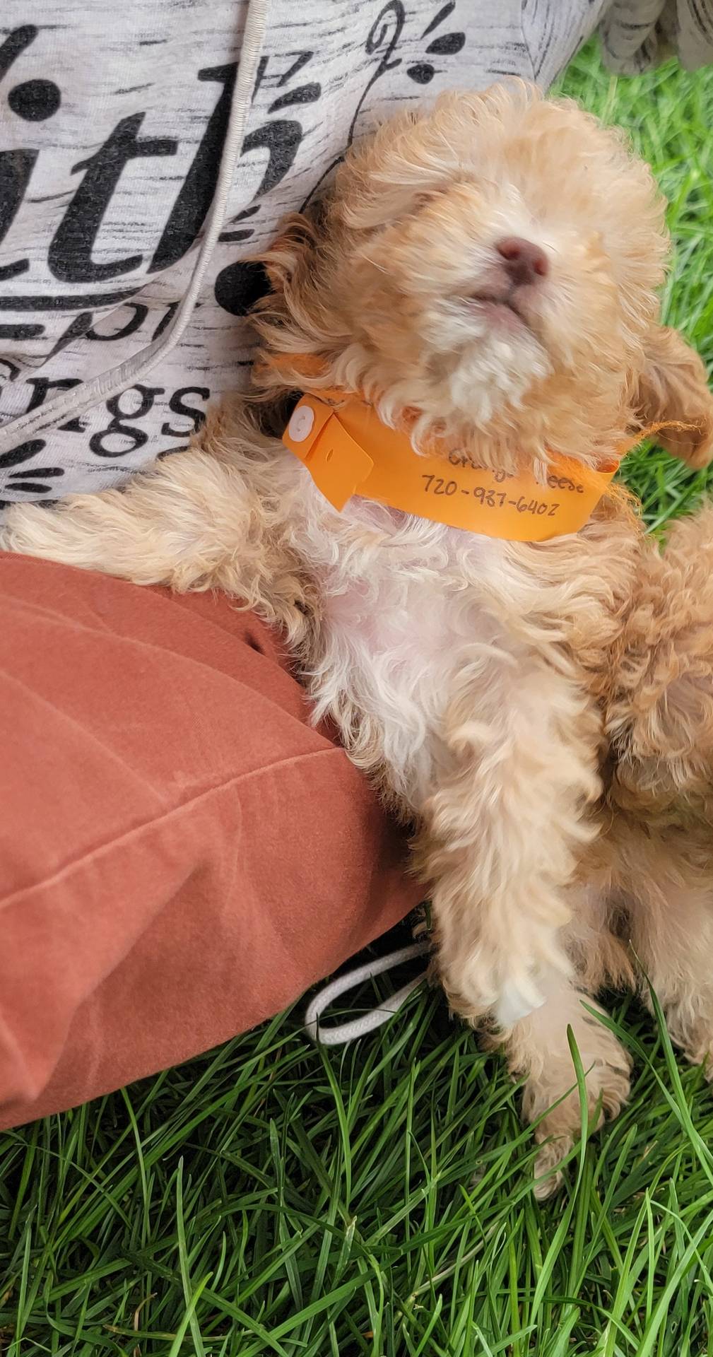 Buddy, a male Poodle - Toy  and Poodle - Miniature  for sale in Aurora, CO – Photo 8 of 9