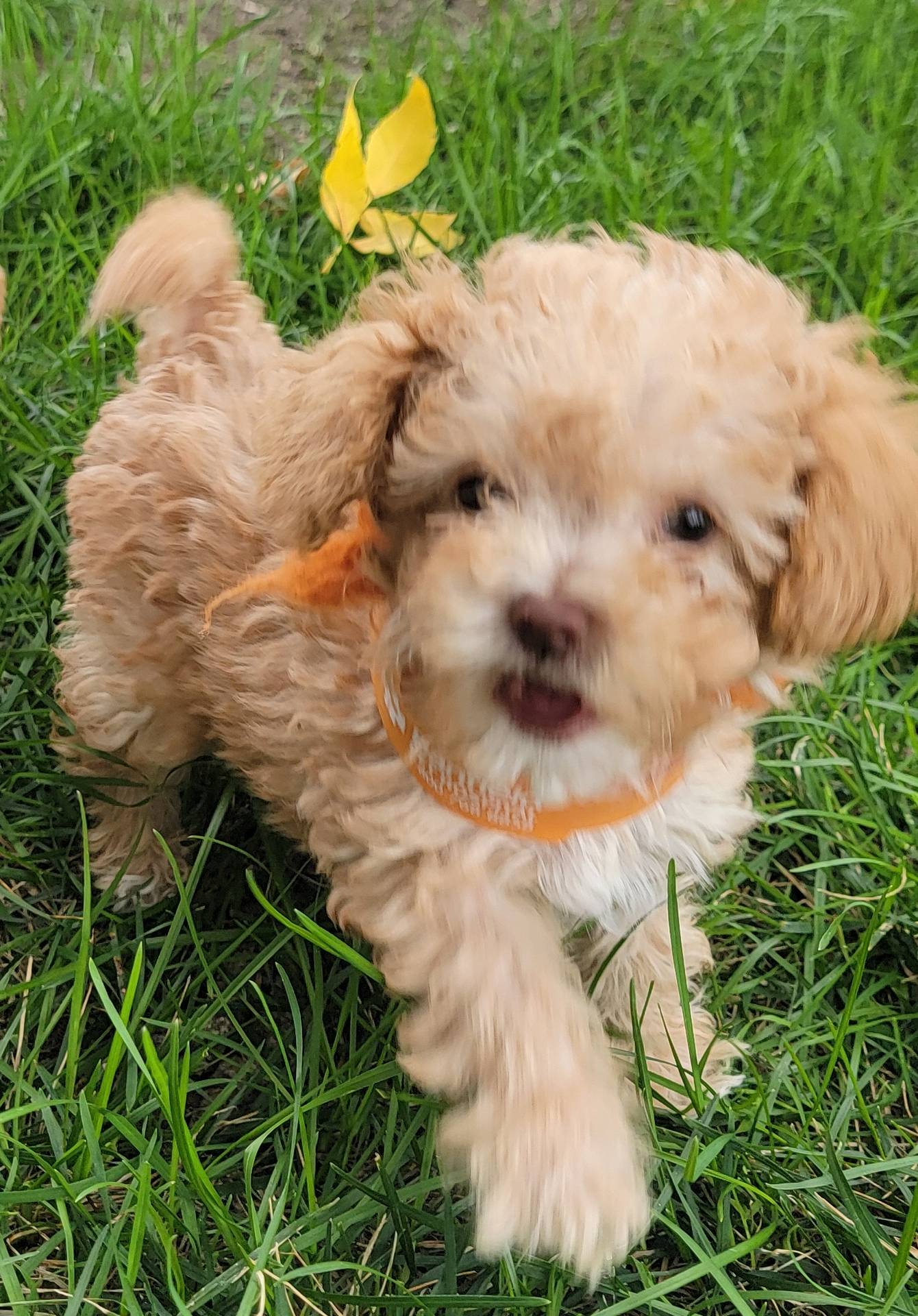 Buddy, a male Poodle - Toy  and Poodle - Miniature  for sale in Aurora, CO – Photo 4 of 9