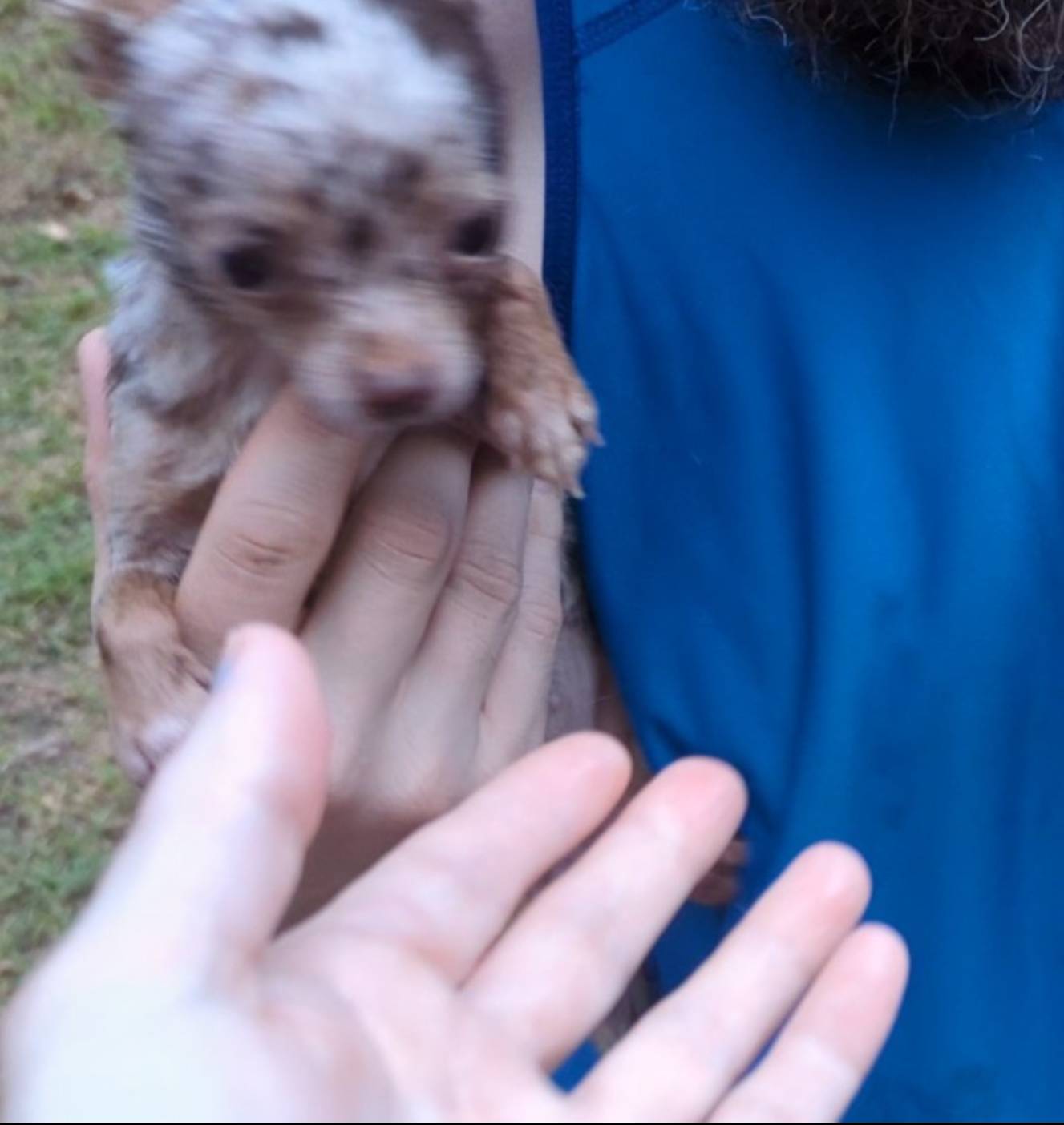 Tcup hand size 2.5 lbs adult, a female Chihuahua for sale in Five Forks, SC – Photo 2 of 3