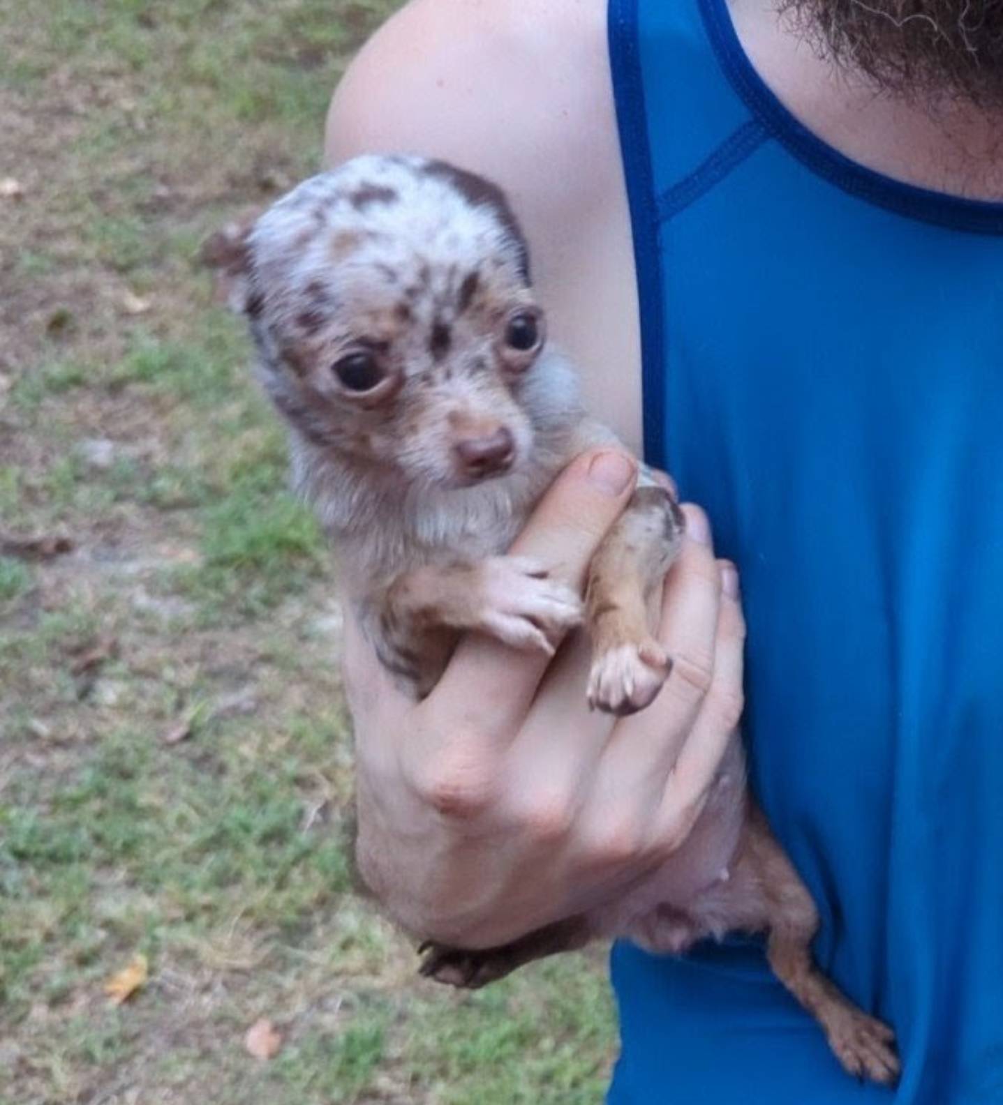 Tcup hand size 2.5 lbs adult, a female Chihuahua for sale in Five Forks, SC – Photo 3 of 3