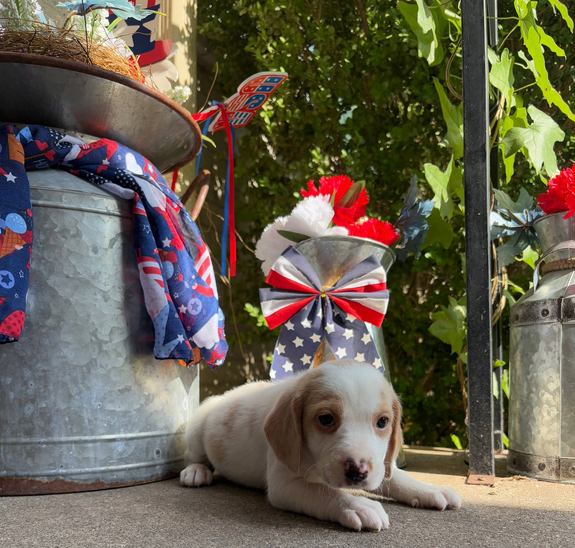 Male 2, a male Beagle for sale in Dallas, TX – Photo 4 of 10