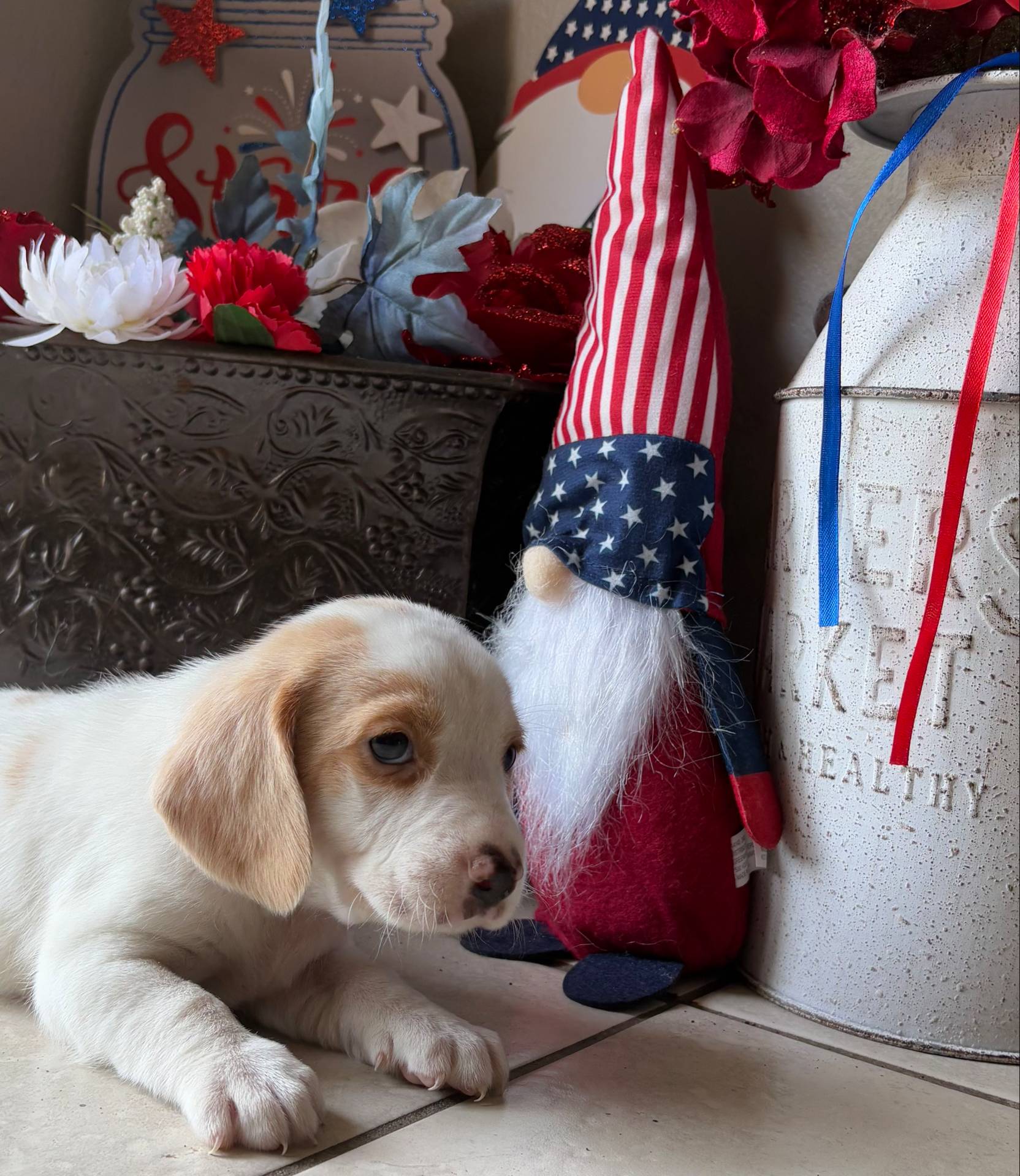 Male 2, a male Beagle for sale in Dallas, TX – Photo 2 of 10