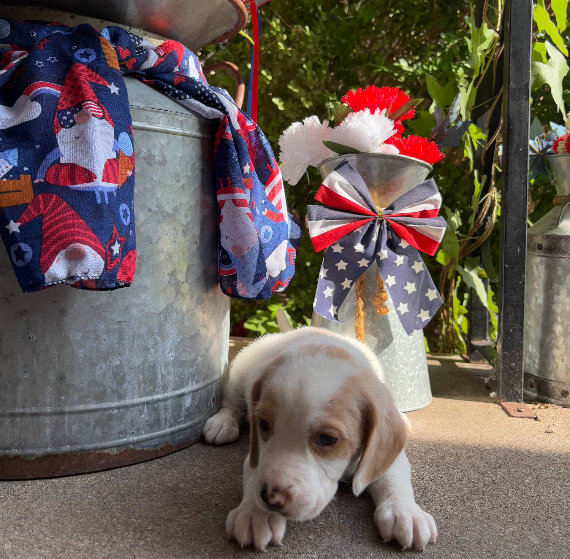 Male 2, a male Beagle for sale in Dallas, TX – Photo 3 of 10