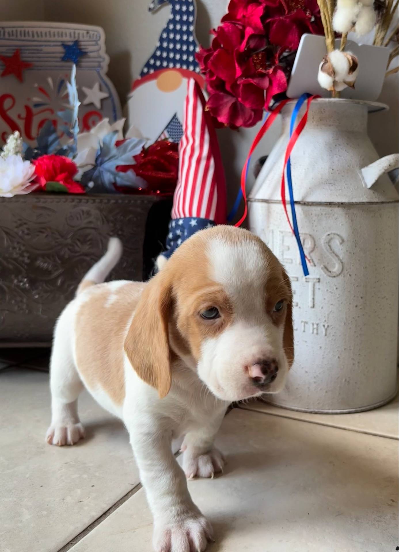 Male 1, a male Beagle for sale in Dallas, TX – Photo 5 of 10