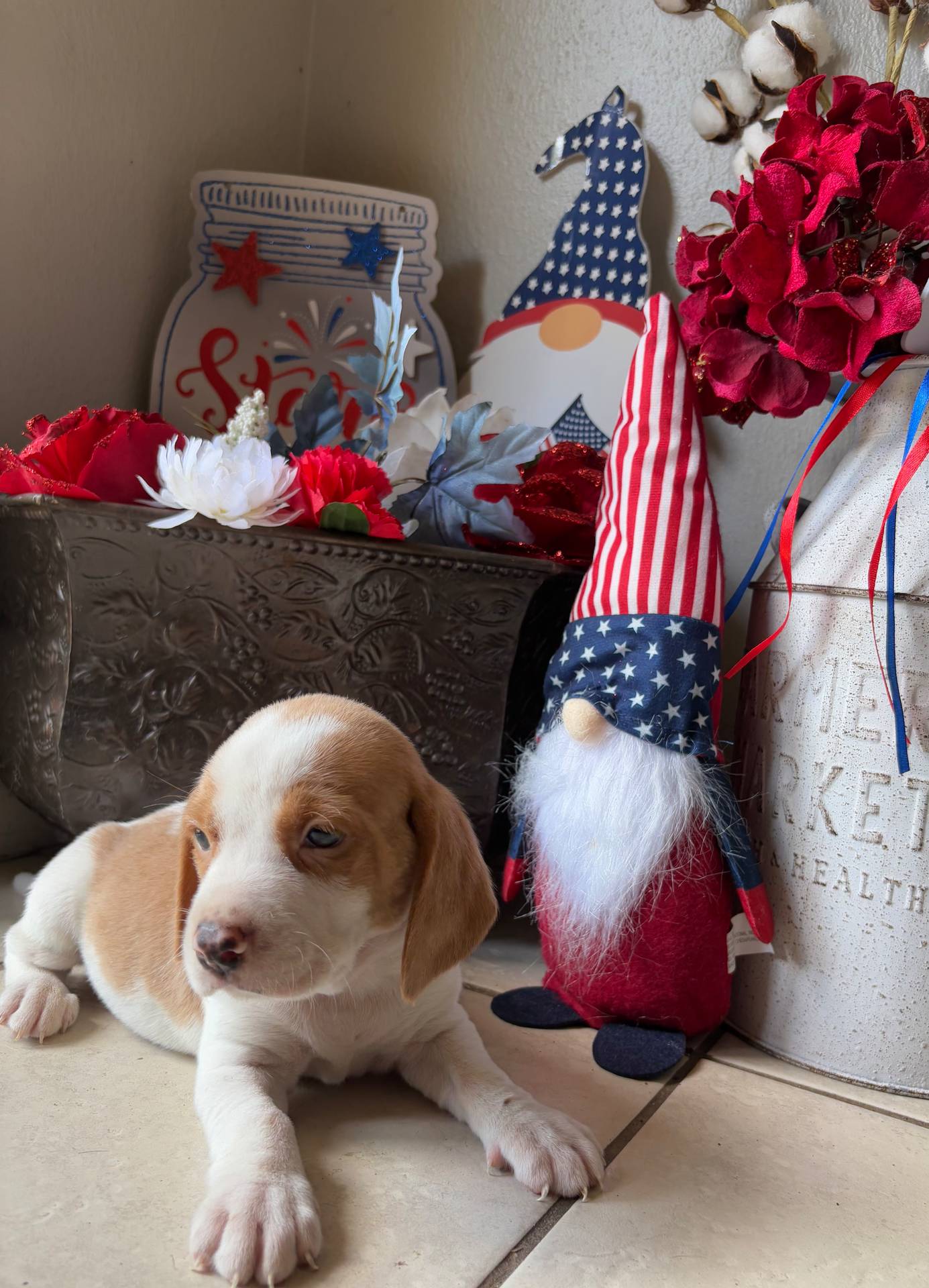 Male 1, a male Beagle for sale in Dallas, TX – Photo 3 of 10