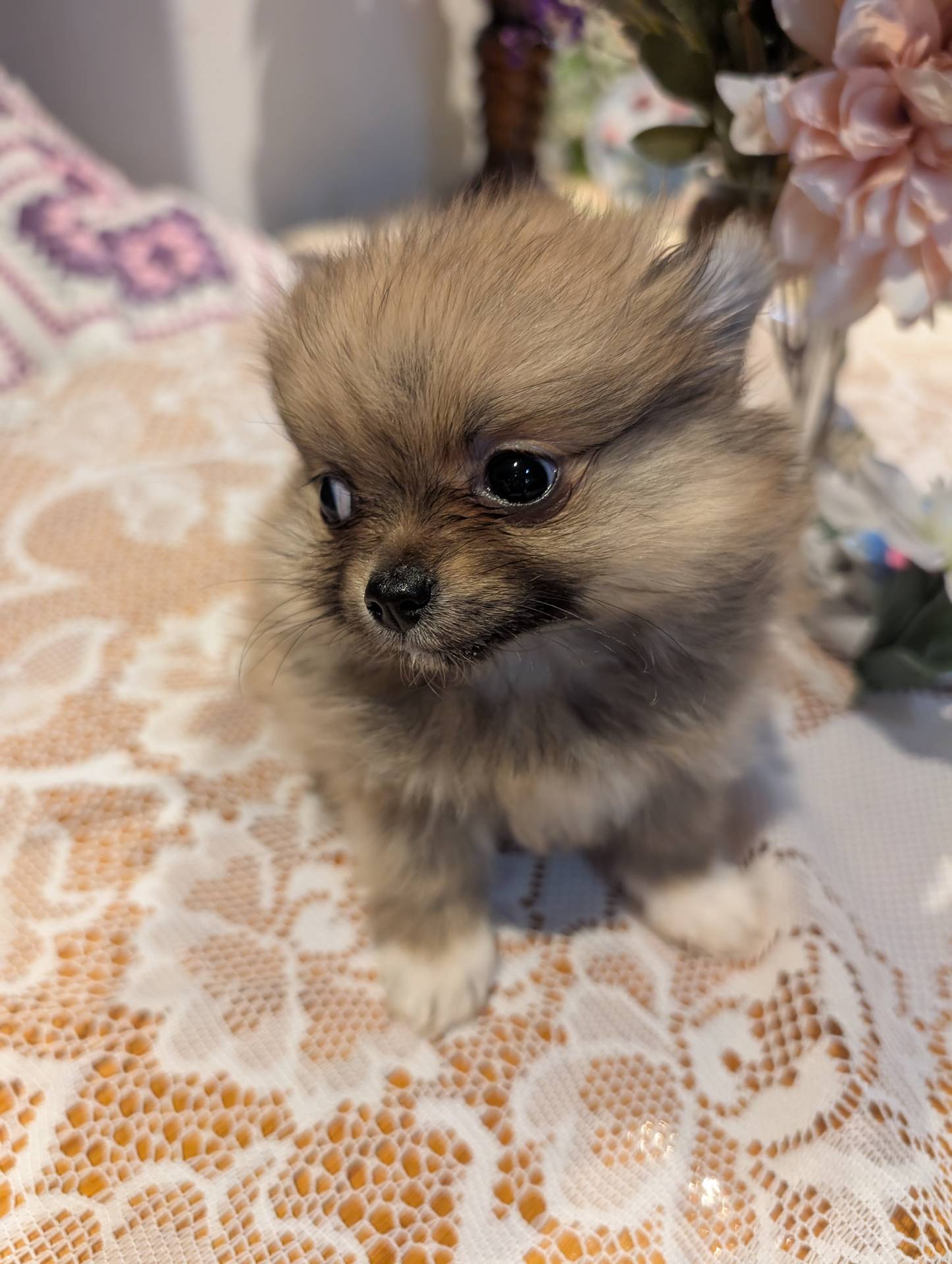 Tucker, a male Pomeranian for sale in Shipshewana, IN – Photo 7 of 10