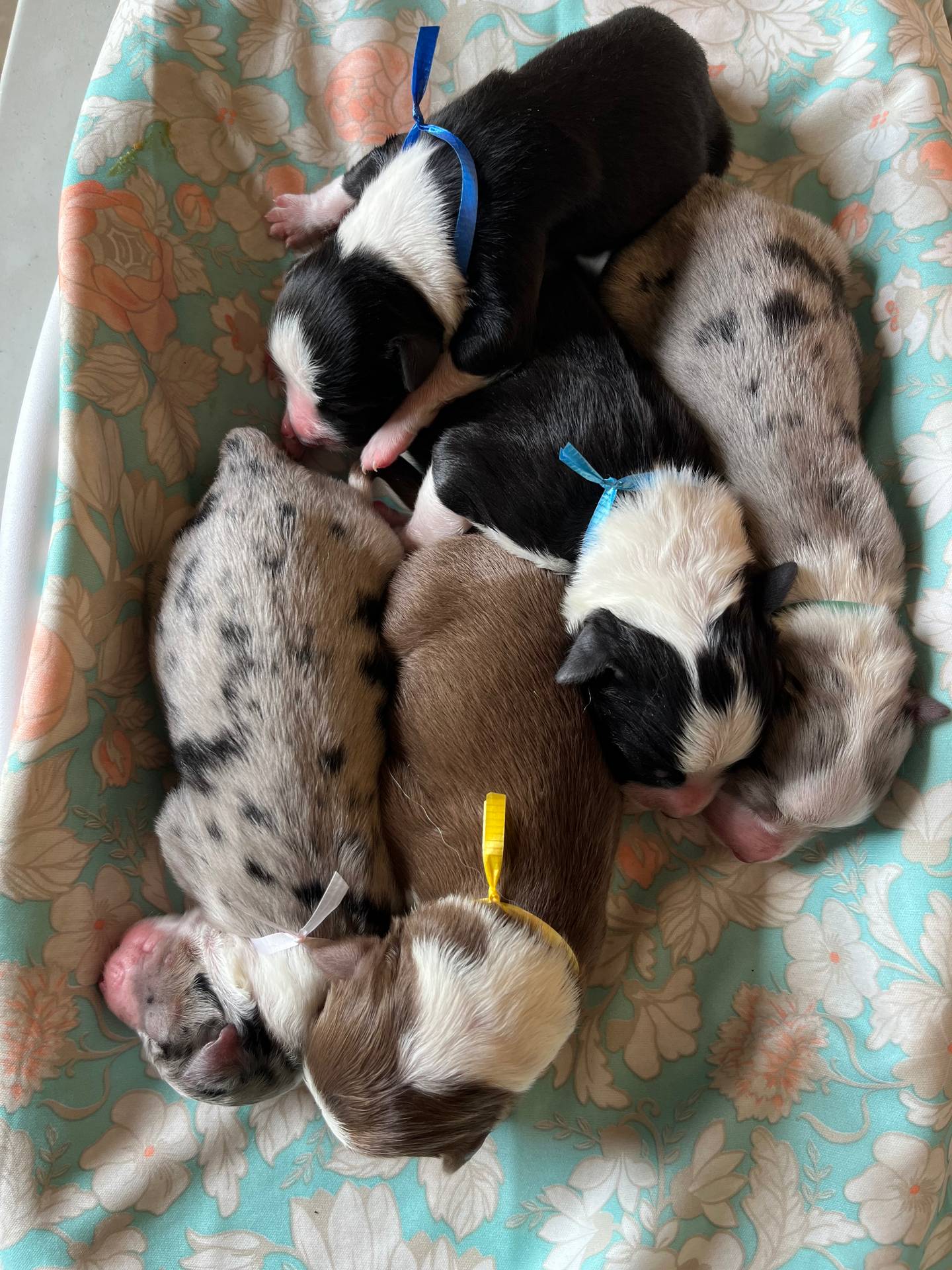 Arrived!!, a male Australian Shepherd for sale in Roodhouse, IL – Photo 2 of 6