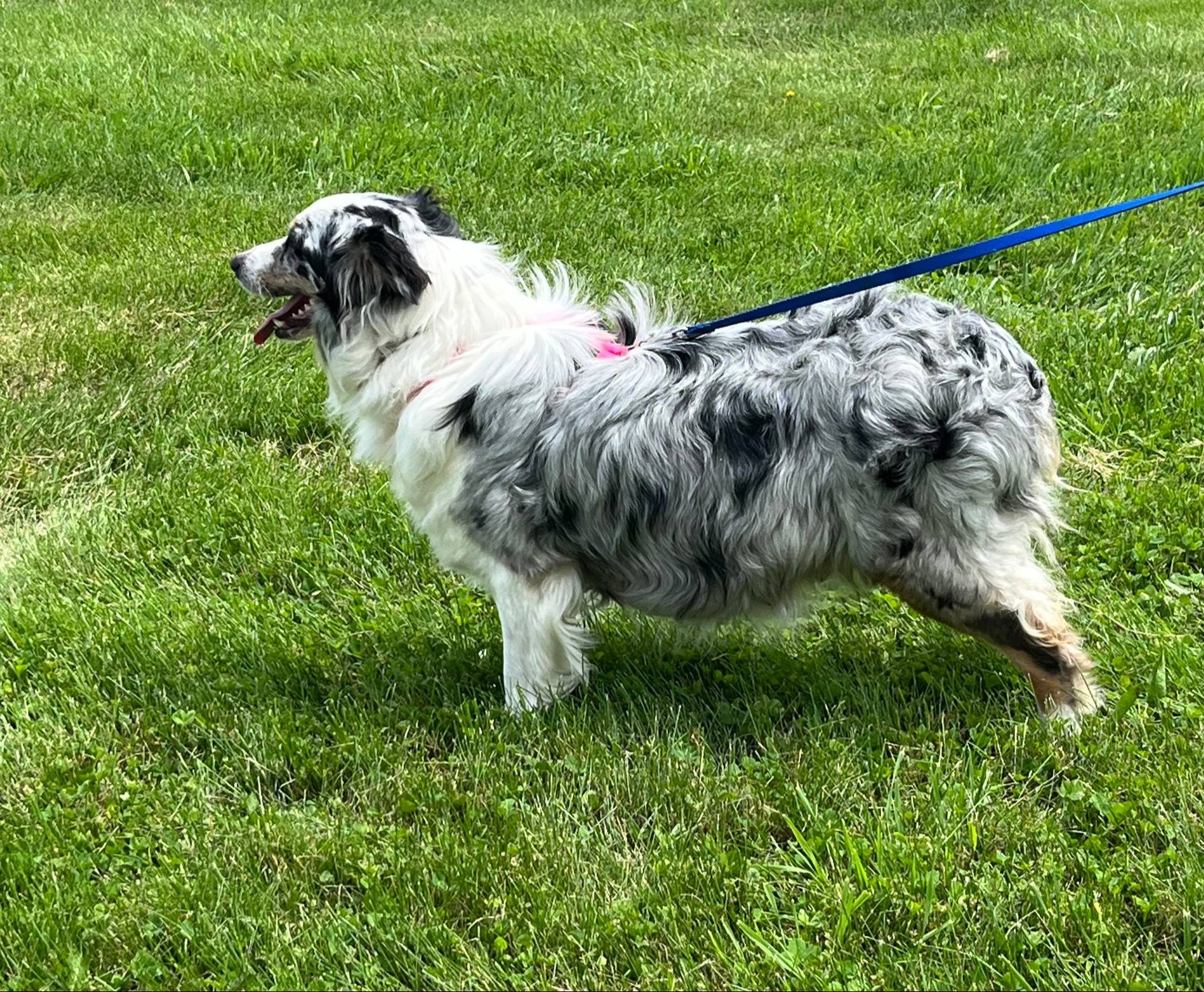 Arrived!!, a male Australian Shepherd for sale in Roodhouse, IL – Photo 4 of 6