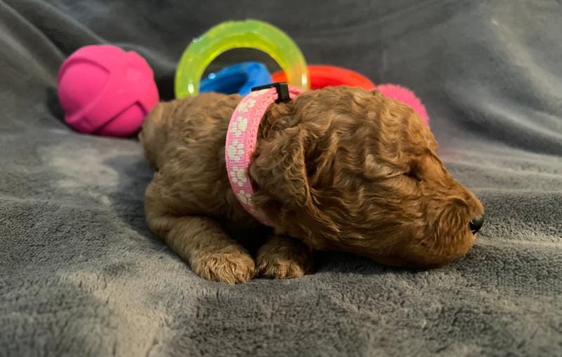 Miss Pink Collar Puppy