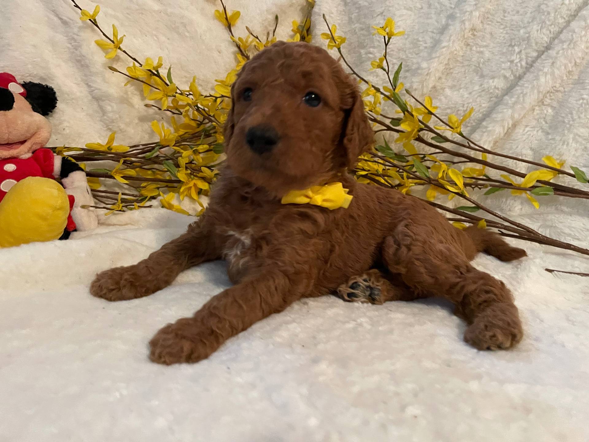 Mini Mister Yellow Collar, a male Miniature Goldendoodle for sale in Lexington, SC – Photo 2 of 10