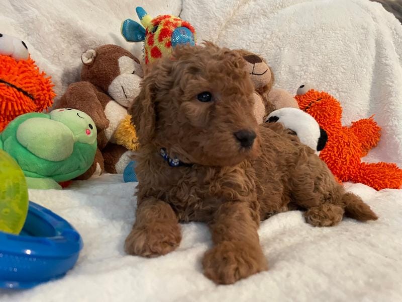 Golden Doodle Blue Collar