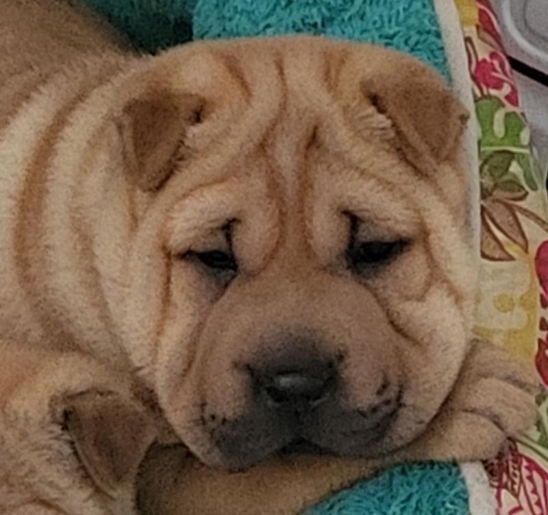 Rubi – Chinese Shar-Pei puppy for sale in Baltimore, MD