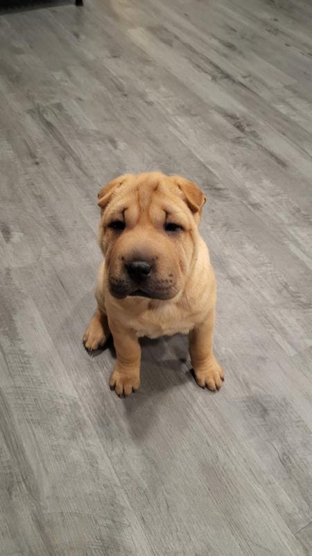 RUBI – Chinese Shar-Pei puppy for sale in Baltimore, MD