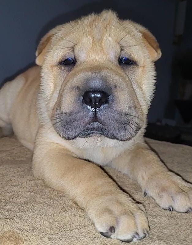 RUDI – Chinese Shar-Pei puppy for sale in Baltimore, MD