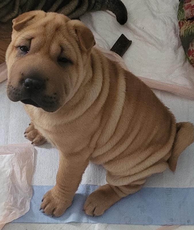 Rubi – Chinese Shar-Pei puppy for sale in Baltimore, MD