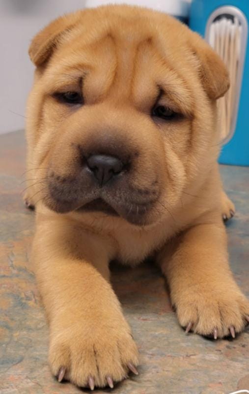 Rubi – Chinese Shar-Pei puppy for sale in Baltimore, MD