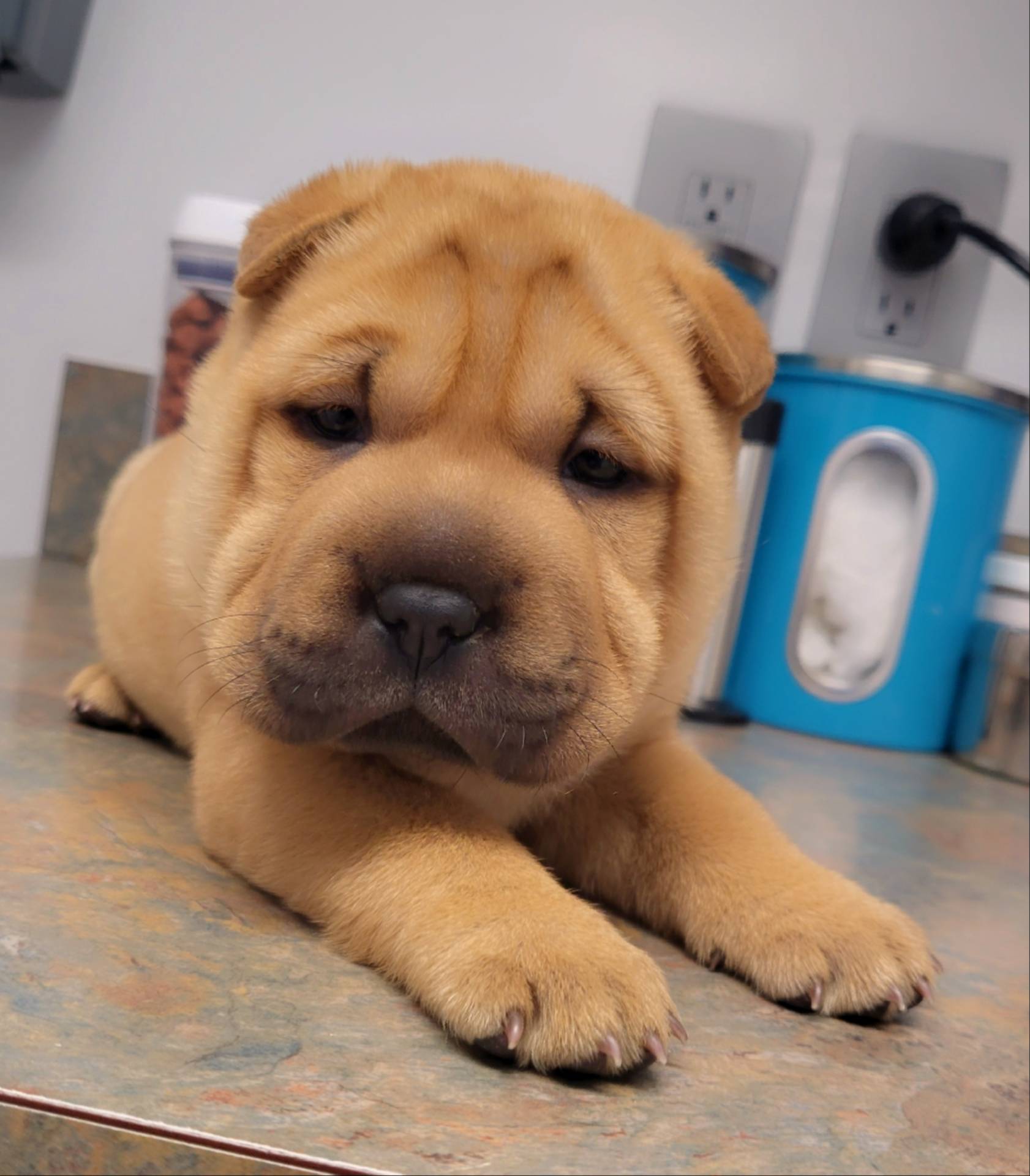 Rudi – Chinese Shar-Pei puppy for sale in Baltimore, MD