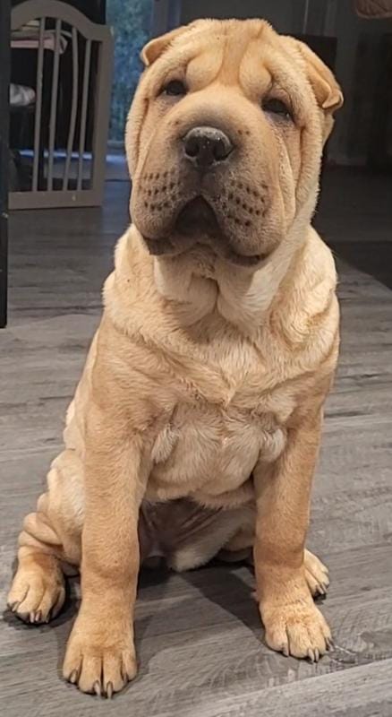 RUBI – Chinese Shar-Pei puppy for sale in Baltimore, MD