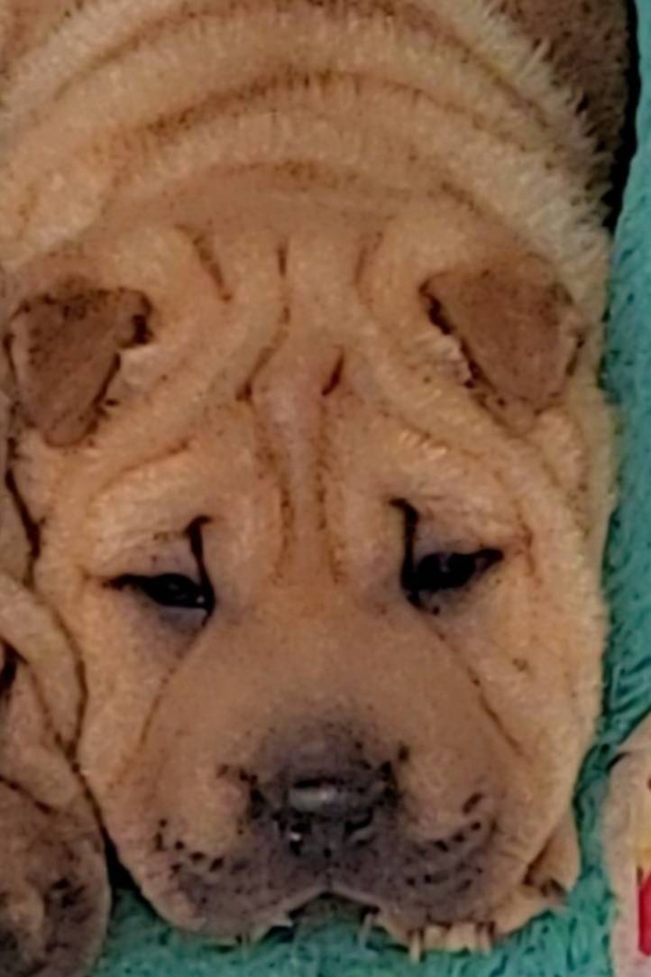 Rubi – Chinese Shar-Pei puppy for sale in Baltimore, MD